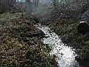 spring branch 2.jpg